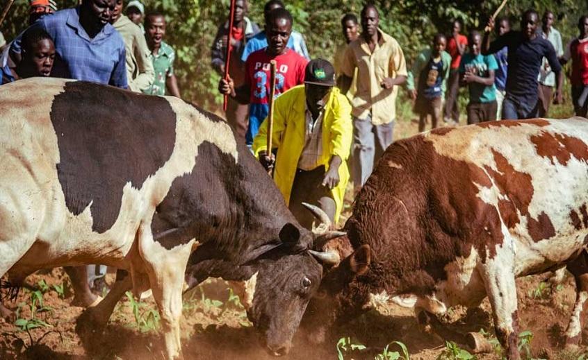 Bull-fighting in Luhya community in western Kenya