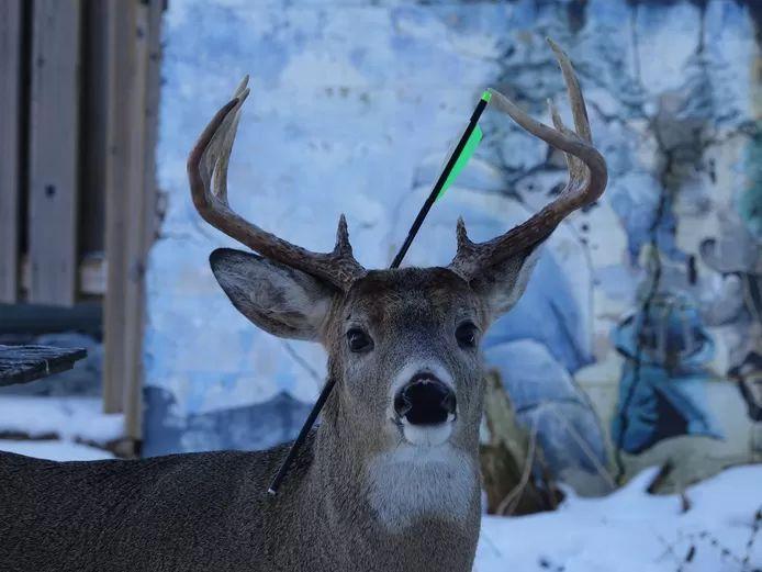 Deer (Carrot) with arrow on its head