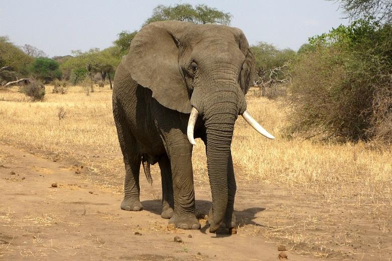 Drought-stricken Namibia sells 170 elephants that “threatened humans”