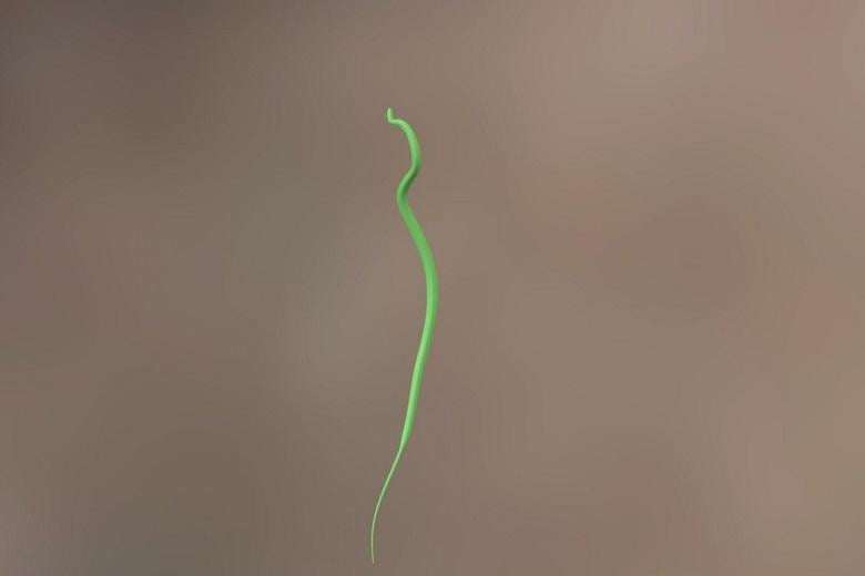 The flying snake without wing... How?