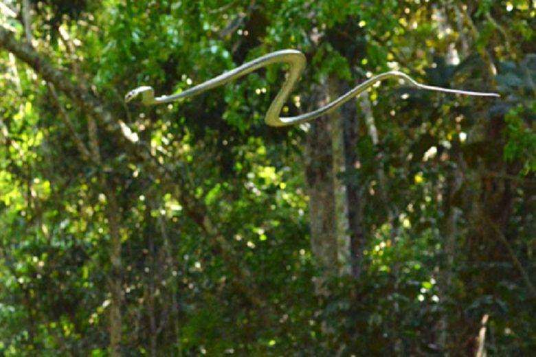 The flying snake without wing... How?