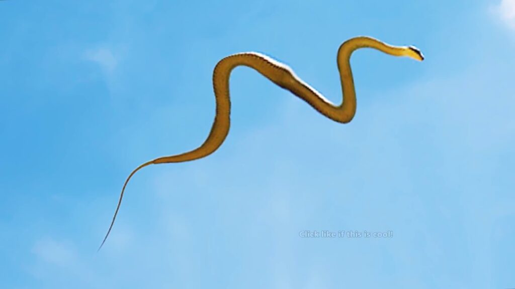 The flying snake without wing... How?