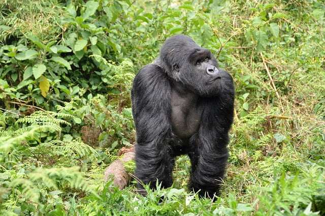 10 bizarre things to know about Rwanda: hug before a handshake
