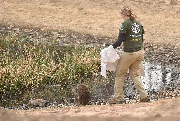 A rescuer approaches an injured koala sitting next to a dead congener on Kangaroo Island, which was hit by wildfires early this year