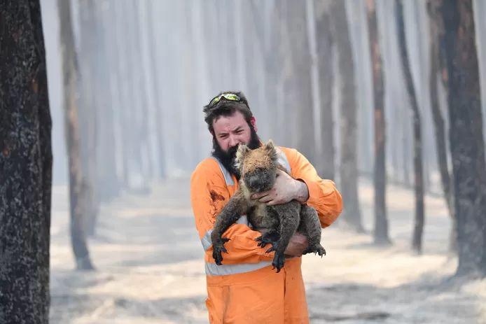 Over 60,000 koalas hit by Australian bushfires last summer