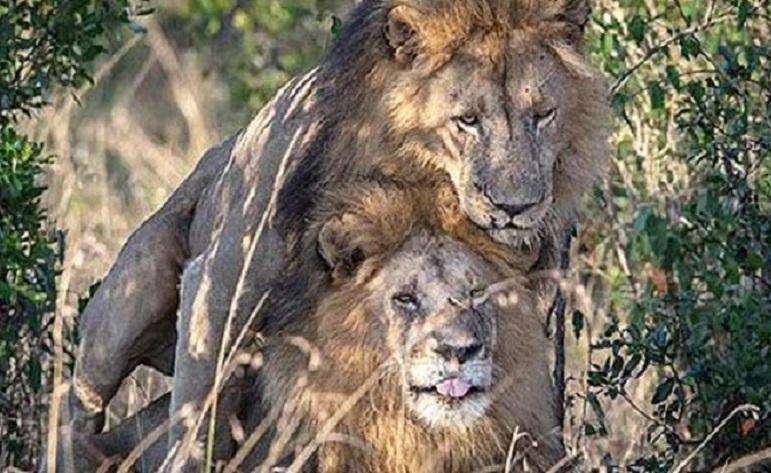 Lions “learn how to be gay”.