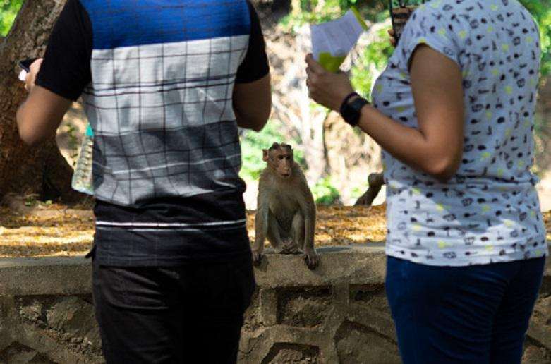 Monkeys become misogynists