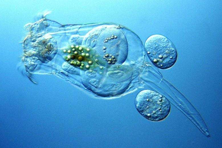 These tiny aquatic creatures help scientists map impact of life in space