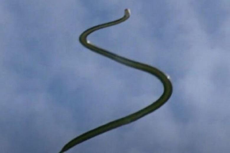 The flying snake without wing... How?