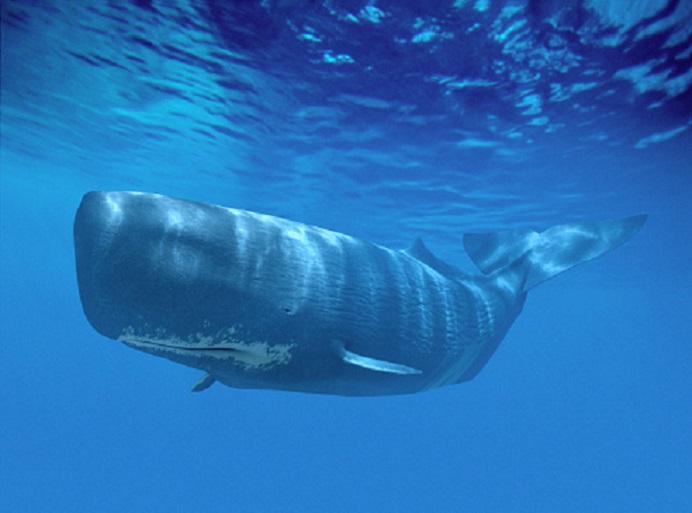 The sperm whale