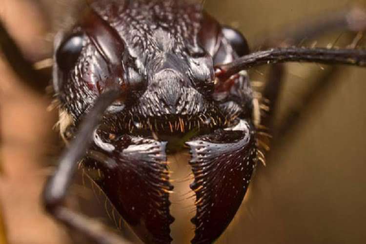bullet ant