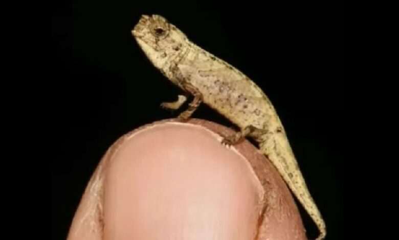 Large-faced mini chameleon discovered in Madagascar