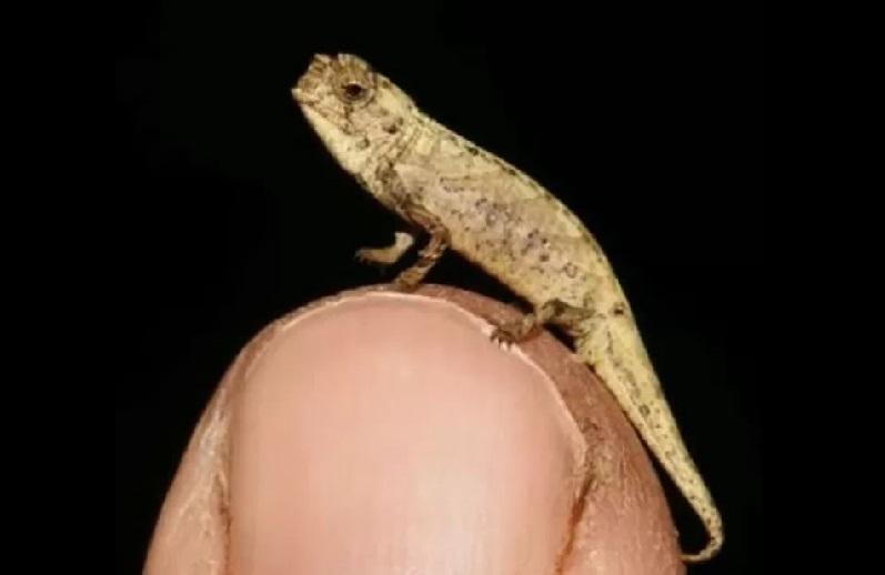 Large-faced mini chameleon discovered in Madagascar