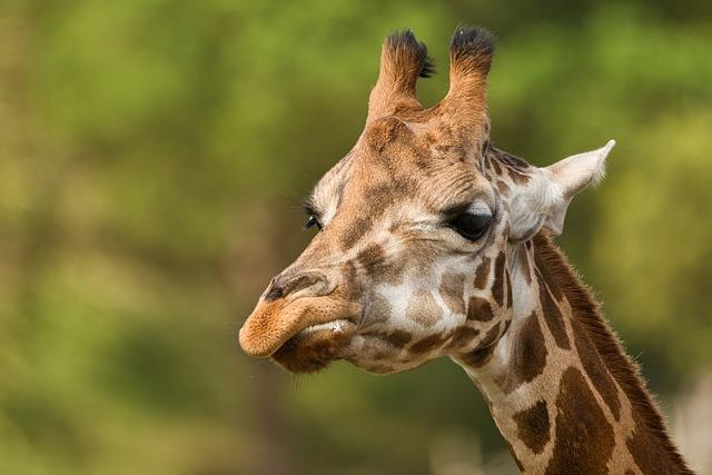 Phenomenon of dwarf giraffes spotted in Africa explained