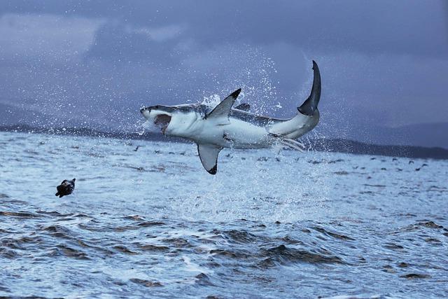 Great White Shark Top 5 Strongest animals in the ocean