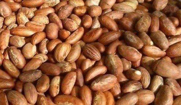 10 benefits of Bitter Kola that will make you forget its bitter taste