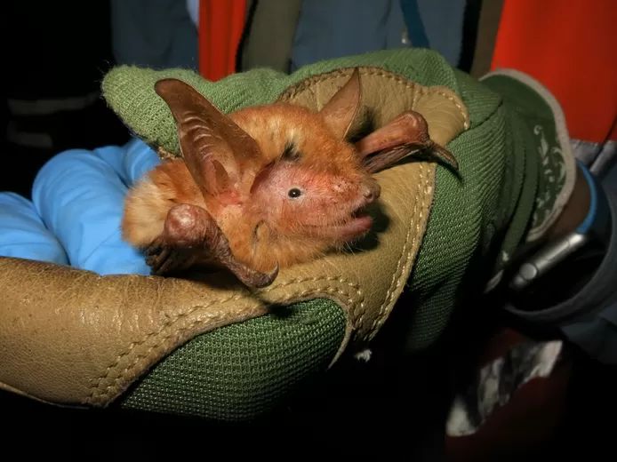 Scientists discover ‘orange’ bat in West Africa