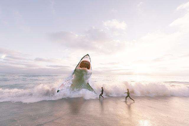 Top 5 Strongest animals in the ocean