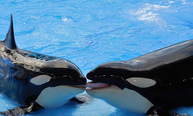 Orcas (Killer whale)