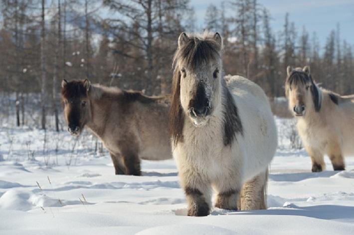 The Yakutian horse Yakut is a rare native horse breed from the Siberian Sakha Republic