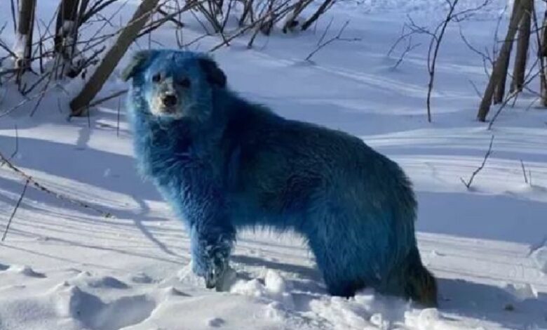 Mysterious blue dogs in Russia: why their fur is blue?