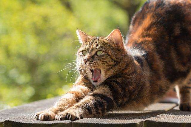 Scientists discover simple trick to stop your cat from hunting wildlife