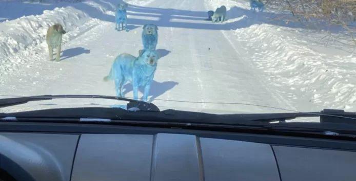 Blue dogs in Russia