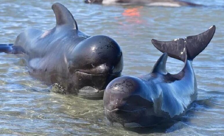 Nearly 50 pilot whales washed up in New Zealand