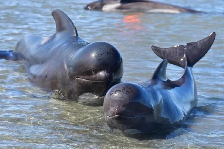 Nearly 50 pilot whales washed up in New Zealand