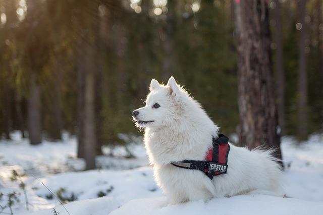 Winter pet safety tips: guide your pet through the cold winter