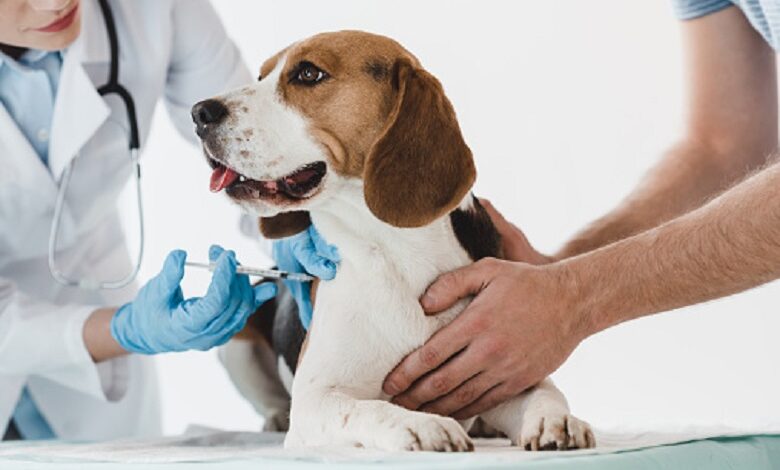 First corona vaccine for animals registered in Russia: why is it necessary?