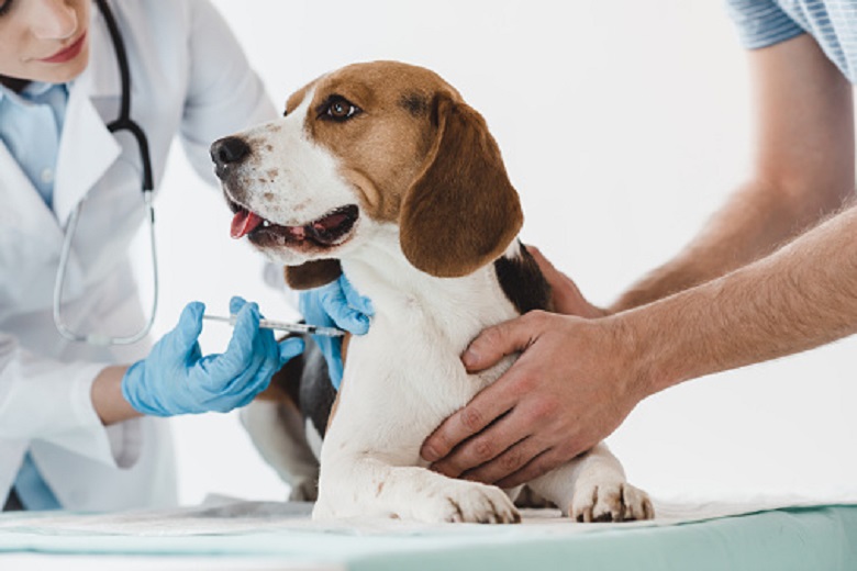 First corona vaccine for animals registered in Russia: why is it necessary?