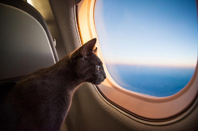 Sudanese plane returns to airport because of a cat