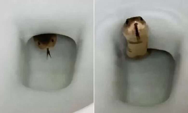 Suddenly a poisonous snake emerges from the toilet