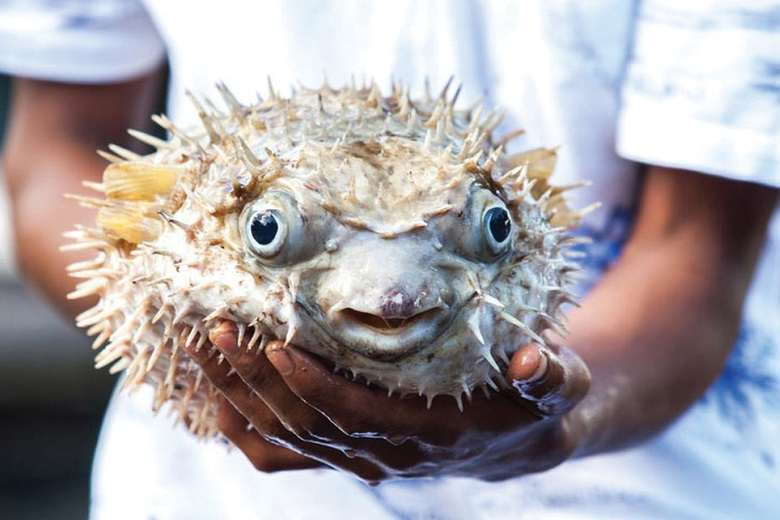 Fugu