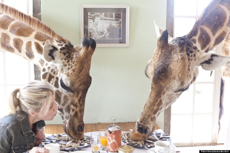 Have breakfast with a giraffe