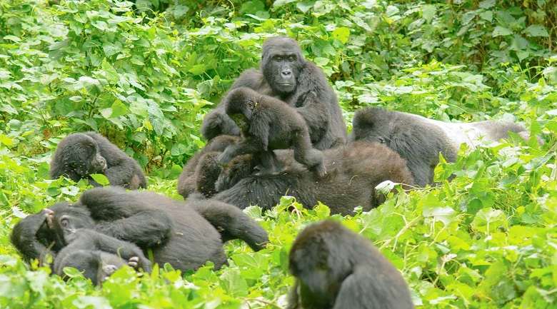 Hike to gorillas in the Bwindi Impenetrable Forest