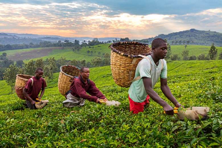 Kibale Uganda