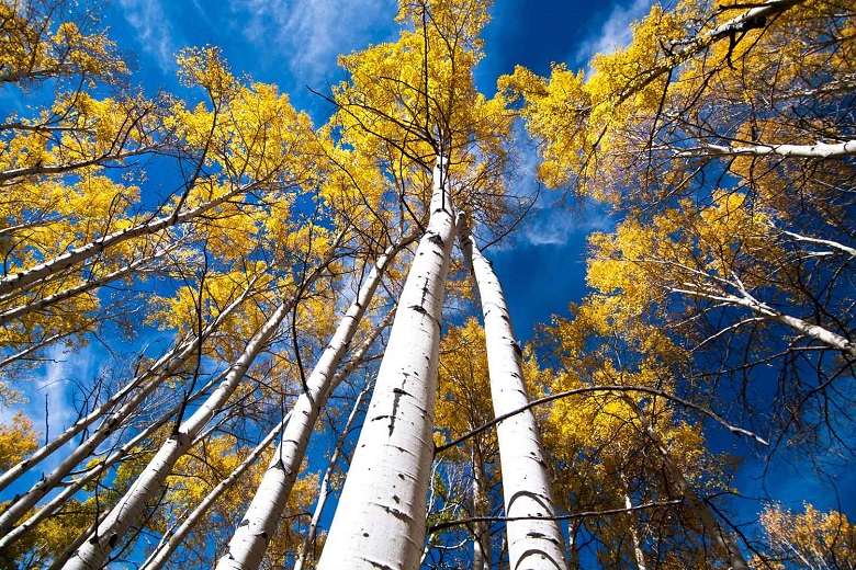 Pando: Fishlake National Forest, Utah