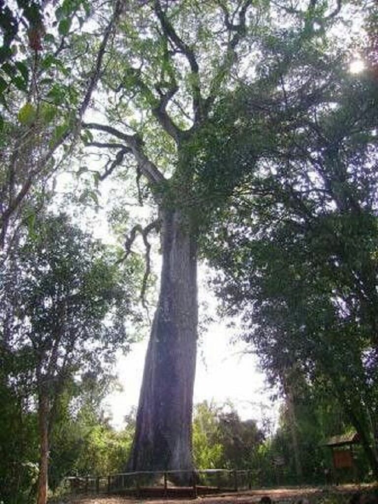 Patriarca da Floresta: Vassununga State Park, Brazil
