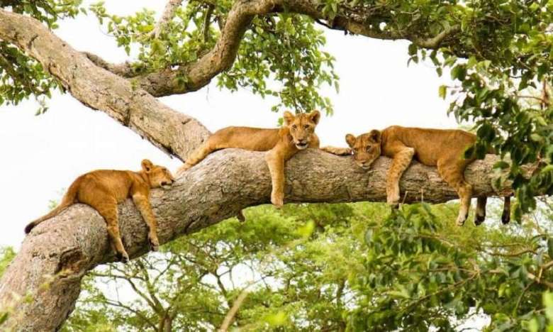 Safari in Queen Elizabeth National Park