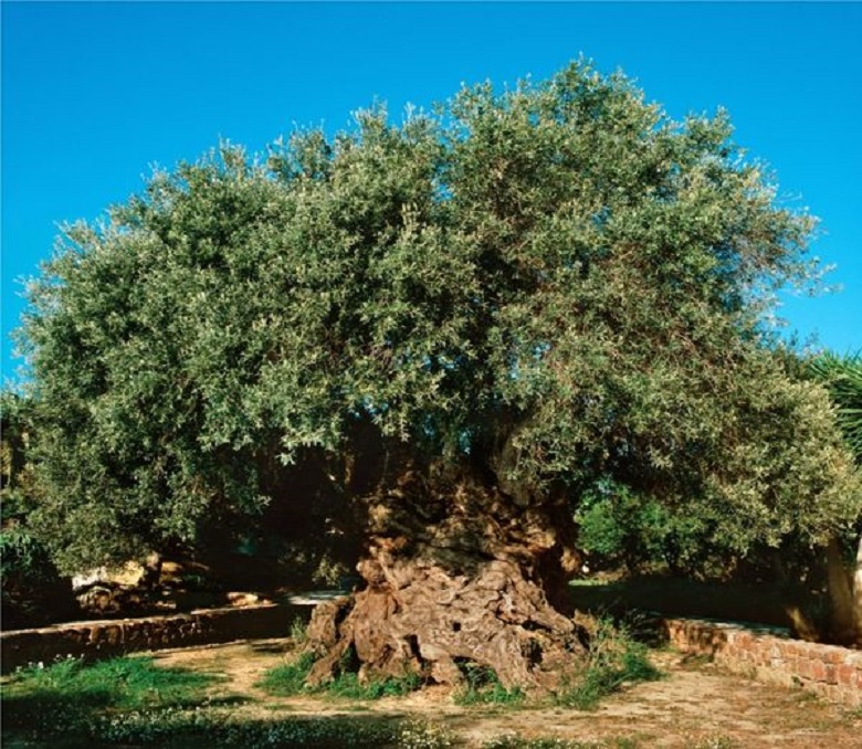 Vouves olive tree: Crete, Greece