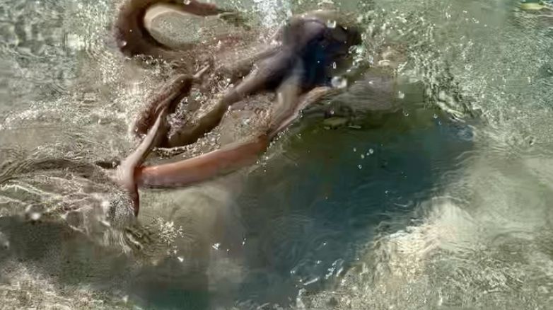 Australian angriest octopus beats geologist