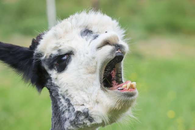 Why do we yawn when we see someone else yawning