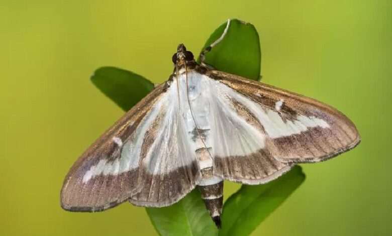 Newly discovered gun moth named after coronavirus