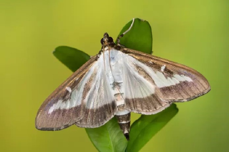 Newly discovered gun moth named after coronavirus