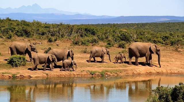 Revenge of the elephants in Jageloken (Liberia)