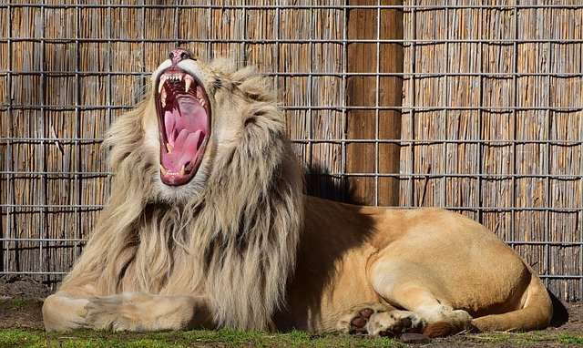 Why do we yawn when we see someone else yawning
