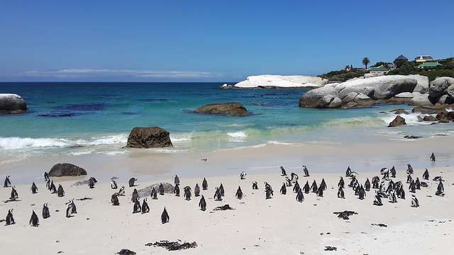 Boulders Beach, Cape Town
