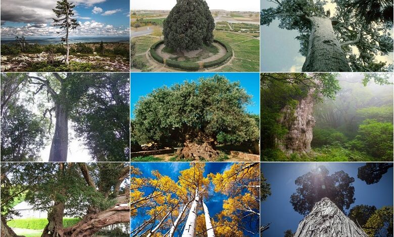 Ten ancient trees on the planet and where to find them